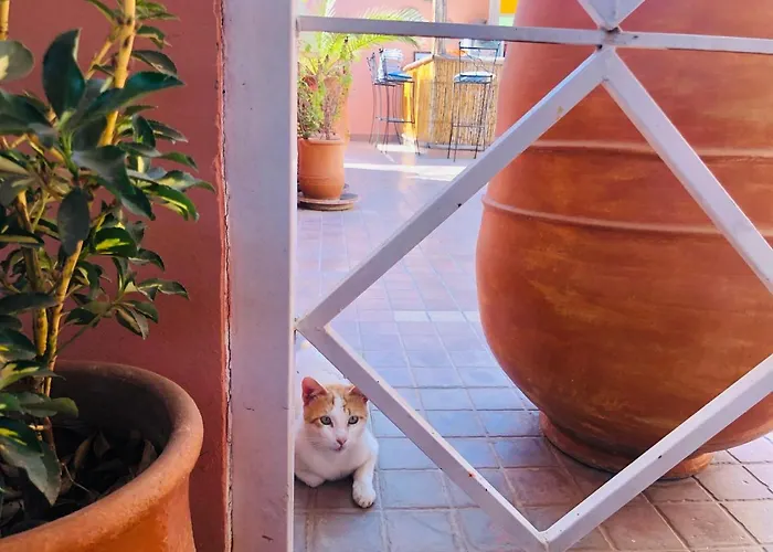 Riad Dihya